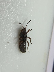 Lygaeoidea