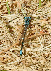 Enallagma carunculatum