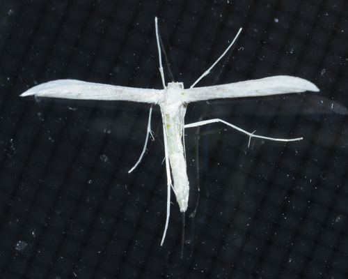 Plain, Elliott's, and Habeck's Plume Moths photo 3