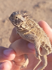 Phrynosoma cornutum