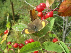 Thecla betulae