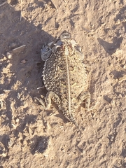 Phrynosoma cornutum
