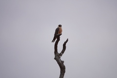 Falco longipennis