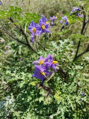 Solanum citrullifolium