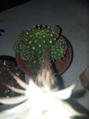 Echinopsis oxygona