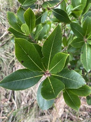 Arbutus unedo