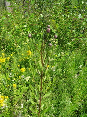 Cirsium arvense integrifolium