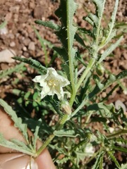 Chamaesaracha coronopus