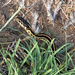 Thamnophis radix