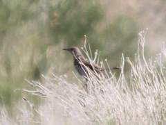 Oreoscoptes montanus