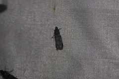 Acrobasis tricolorella