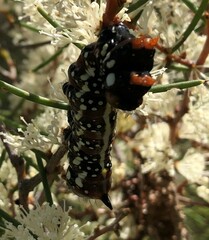 Psalidostetha banksiae