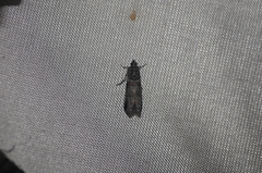 Acrobasis tricolorella