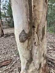 Eucalyptus propinqua