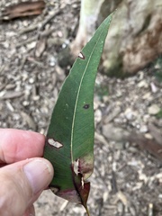 Eucalyptus propinqua