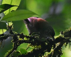 Cantorchilus nigricapillus