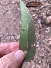 Eucalyptus propinqua