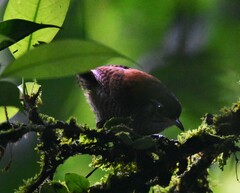 Cantorchilus nigricapillus