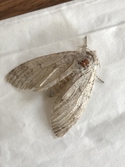 Lepidoptera