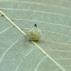 Caryomyia caryaecola