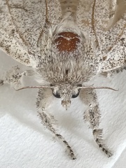 Lepidoptera
