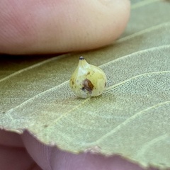 Caryomyia caryaecola