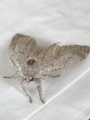 Lepidoptera