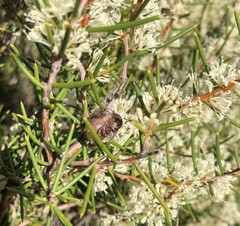 Hakea rugosa