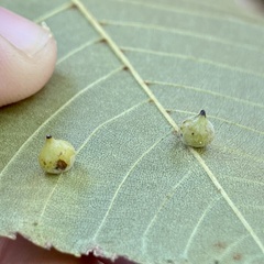 Caryomyia caryaecola