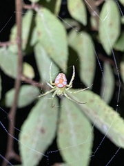Araneus guttulatus