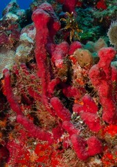 Amphimedon compressa