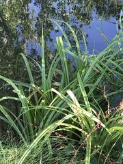 Carex pendula