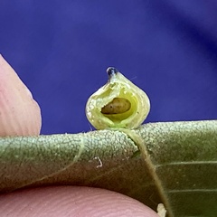 Caryomyia caryaecola