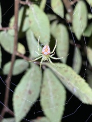 Araneus guttulatus