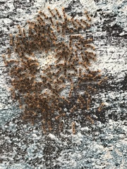 Lepidoptera