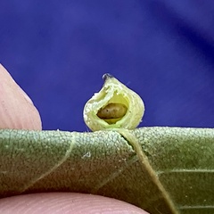 Caryomyia caryaecola