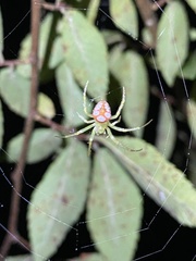 Araneus guttulatus