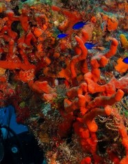 Amphimedon compressa