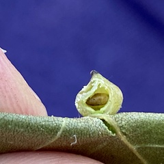 Caryomyia caryaecola