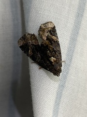 Homophoberia apicosa
