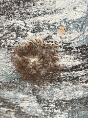 Lepidoptera