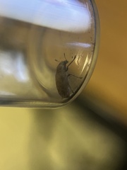 Euparius marmoreus