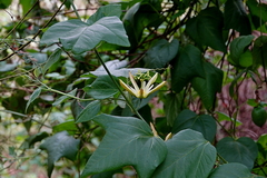 Passiflora herbertiana