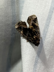 Homophoberia apicosa