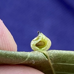 Caryomyia caryaecola