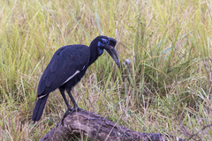 Bucorvus abyssinicus