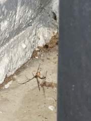 Latrodectus geometricus