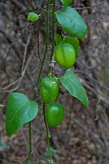 Passiflora herbertiana