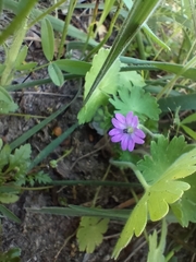 Geranium molle