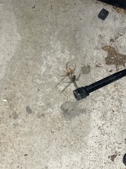 Latrodectus geometricus
